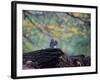 A Gray Squirrel, Sciurus Carolinensis, Sits on a Log Eating Nuts in Autumn-Alex Saberi-Framed Photographic Print