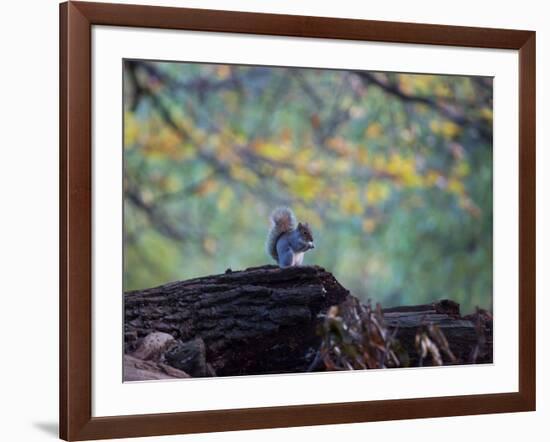 A Gray Squirrel, Sciurus Carolinensis, Sits on a Log Eating Nuts in Autumn-Alex Saberi-Framed Photographic Print