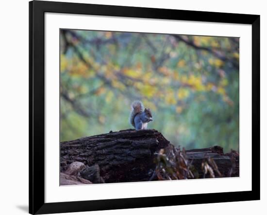 A Gray Squirrel, Sciurus Carolinensis, Sits on a Log Eating Nuts in Autumn-Alex Saberi-Framed Photographic Print