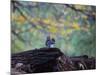 A Gray Squirrel, Sciurus Carolinensis, Sits on a Log Eating Nuts in Autumn-Alex Saberi-Mounted Photographic Print