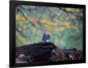 A Gray Squirrel, Sciurus Carolinensis, Sits on a Log Eating Nuts in Autumn-Alex Saberi-Framed Photographic Print