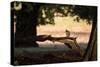 A Gray Squirrel, Sciurus Carolinensis, Sits on a Log Eating Nuts in Autumn-Alex Saberi-Stretched Canvas