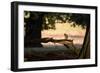 A Gray Squirrel, Sciurus Carolinensis, Sits on a Log Eating Nuts in Autumn-Alex Saberi-Framed Photographic Print