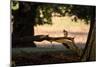 A Gray Squirrel, Sciurus Carolinensis, Sits on a Log Eating Nuts in Autumn-Alex Saberi-Mounted Photographic Print