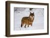 A Gray wolf, Canis lupus, in Bavarian Forest National Park. Germany.-Sergio Pitamitz-Framed Photographic Print