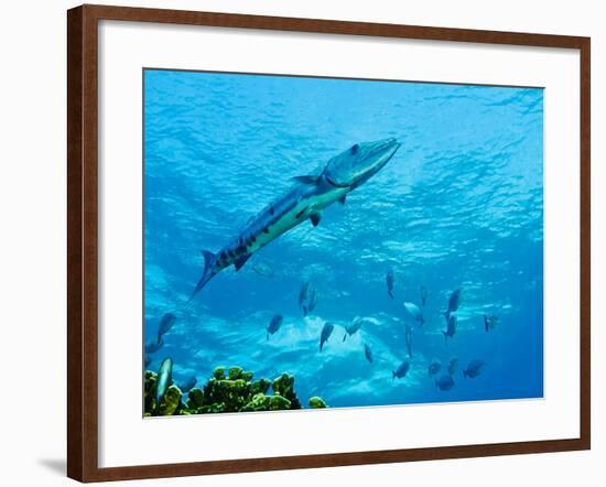 A Great Barracuda in the Atlantic Ocean Off the Coast of Key Largo, Florida-Stocktrek Images-Framed Photographic Print