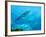 A Great Barracuda in the Atlantic Ocean Off the Coast of Key Largo, Florida-Stocktrek Images-Framed Photographic Print
