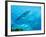 A Great Barracuda in the Atlantic Ocean Off the Coast of Key Largo, Florida-Stocktrek Images-Framed Photographic Print