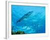 A Great Barracuda in the Atlantic Ocean Off the Coast of Key Largo, Florida-Stocktrek Images-Framed Photographic Print