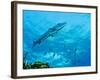 A Great Barracuda in the Atlantic Ocean Off the Coast of Key Largo, Florida-Stocktrek Images-Framed Photographic Print