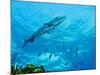 A Great Barracuda in the Atlantic Ocean Off the Coast of Key Largo, Florida-Stocktrek Images-Mounted Photographic Print