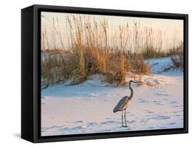 A Great Blue Heron Walks on Fort Pickens Beach in the Gulf Islands National Seashore, Florida.-Colin D Young-Framed Stretched Canvas
