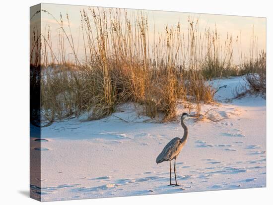 A Great Blue Heron Walks on Fort Pickens Beach in the Gulf Islands National Seashore, Florida.-Colin D Young-Stretched Canvas