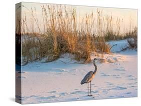 A Great Blue Heron Walks on Fort Pickens Beach in the Gulf Islands National Seashore, Florida.-Colin D Young-Stretched Canvas