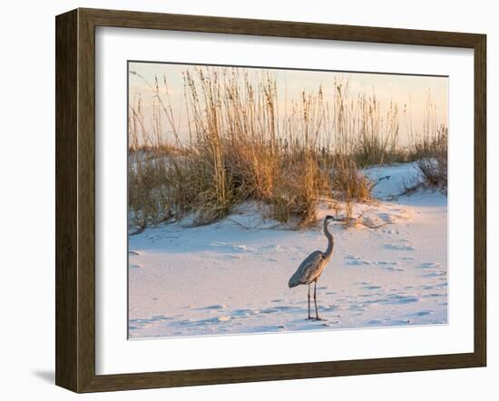A Great Blue Heron Walks on Fort Pickens Beach in the Gulf Islands National Seashore, Florida.-Colin D Young-Framed Photographic Print