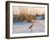 A Great Blue Heron Walks on Fort Pickens Beach in the Gulf Islands National Seashore, Florida.-Colin D Young-Framed Photographic Print