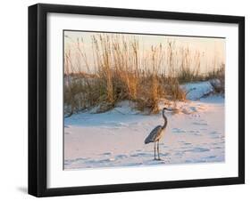 A Great Blue Heron Walks on Fort Pickens Beach in the Gulf Islands National Seashore, Florida.-Colin D Young-Framed Photographic Print