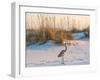 A Great Blue Heron Walks on Fort Pickens Beach in the Gulf Islands National Seashore, Florida.-Colin D Young-Framed Photographic Print