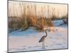A Great Blue Heron Walks on Fort Pickens Beach in the Gulf Islands National Seashore, Florida.-Colin D Young-Mounted Photographic Print