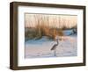 A Great Blue Heron Walks on Fort Pickens Beach in the Gulf Islands National Seashore, Florida.-Colin D Young-Framed Photographic Print