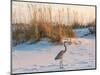 A Great Blue Heron Walks on Fort Pickens Beach in the Gulf Islands National Seashore, Florida.-Colin D Young-Mounted Photographic Print