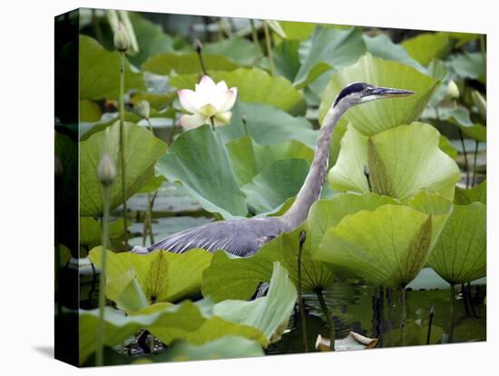 A Great Blue Heron Walks Through a Patch of Lotus Flowers-null-Stretched Canvas