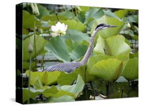 A Great Blue Heron Walks Through a Patch of Lotus Flowers-null-Stretched Canvas