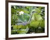 A Great Blue Heron Walks Through a Patch of Lotus Flowers-null-Framed Photographic Print