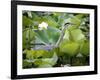 A Great Blue Heron Walks Through a Patch of Lotus Flowers-null-Framed Photographic Print