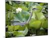 A Great Blue Heron Walks Through a Patch of Lotus Flowers-null-Mounted Photographic Print