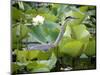 A Great Blue Heron Walks Through a Patch of Lotus Flowers-null-Mounted Photographic Print