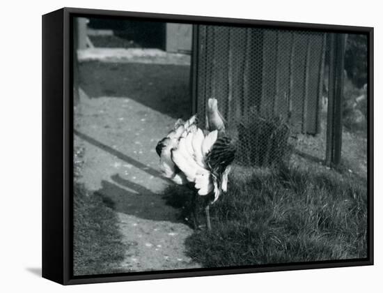 A Great Bustard Displaying its Feathers at London Zoo, May 1914-Frederick William Bond-Framed Stretched Canvas