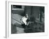 A Great Bustard Displaying its Feathers at London Zoo, May 1914-Frederick William Bond-Framed Photographic Print