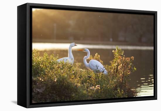 A Great Egret and Snow Goose Rest by the Lake in Ibirapuera Park at Sunset-Alex Saberi-Framed Stretched Canvas