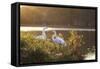 A Great Egret and Snow Goose Rest by the Lake in Ibirapuera Park at Sunset-Alex Saberi-Framed Stretched Canvas