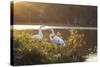 A Great Egret and Snow Goose Rest by the Lake in Ibirapuera Park at Sunset-Alex Saberi-Stretched Canvas