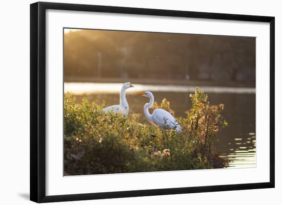 A Great Egret and Snow Goose Rest by the Lake in Ibirapuera Park at Sunset-Alex Saberi-Framed Photographic Print