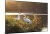A Great Egret and Snow Goose Rest by the Lake in Ibirapuera Park at Sunset-Alex Saberi-Mounted Photographic Print