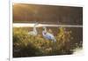 A Great Egret and Snow Goose Rest by the Lake in Ibirapuera Park at Sunset-Alex Saberi-Framed Photographic Print