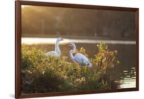 A Great Egret and Snow Goose Rest by the Lake in Ibirapuera Park at Sunset-Alex Saberi-Framed Photographic Print