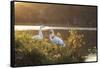 A Great Egret and Snow Goose Rest by the Lake in Ibirapuera Park at Sunset-Alex Saberi-Framed Stretched Canvas