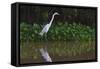 A Great Egret (Ardea Alba) Hunts along the Riverbank-Craig Lovell-Framed Stretched Canvas