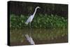 A Great Egret (Ardea Alba) Hunts along the Riverbank-Craig Lovell-Stretched Canvas