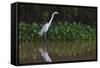 A Great Egret (Ardea Alba) Hunts along the Riverbank-Craig Lovell-Framed Stretched Canvas