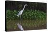 A Great Egret (Ardea Alba) Hunts along the Riverbank-Craig Lovell-Stretched Canvas