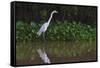 A Great Egret (Ardea Alba) Hunts along the Riverbank-Craig Lovell-Framed Stretched Canvas