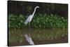 A Great Egret (Ardea Alba) Hunts along the Riverbank-Craig Lovell-Stretched Canvas