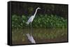 A Great Egret (Ardea Alba) Hunts along the Riverbank-Craig Lovell-Framed Stretched Canvas