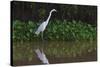 A Great Egret (Ardea Alba) Hunts along the Riverbank-Craig Lovell-Stretched Canvas