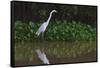 A Great Egret (Ardea Alba) Hunts along the Riverbank-Craig Lovell-Framed Stretched Canvas